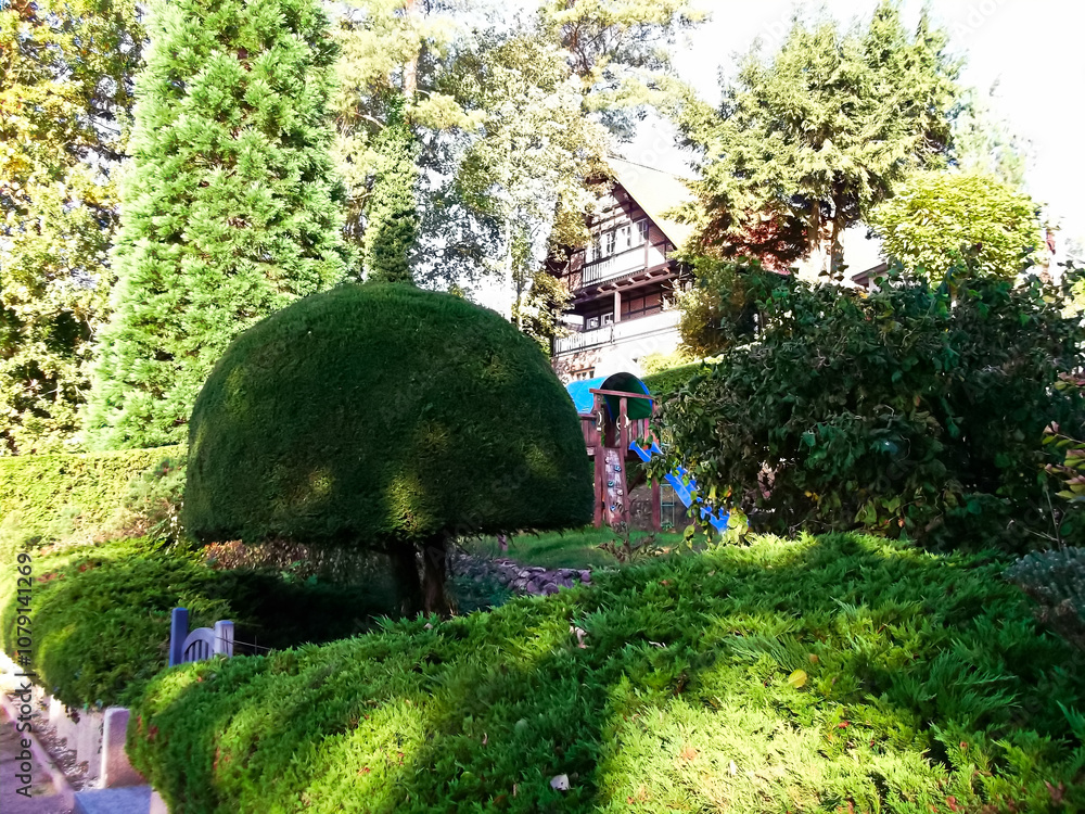 In Form geschnittener Lebensbaum im Garten