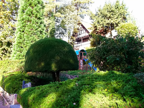 Obraz na płótnie In Form geschnittener Lebensbaum im Garten w salonie