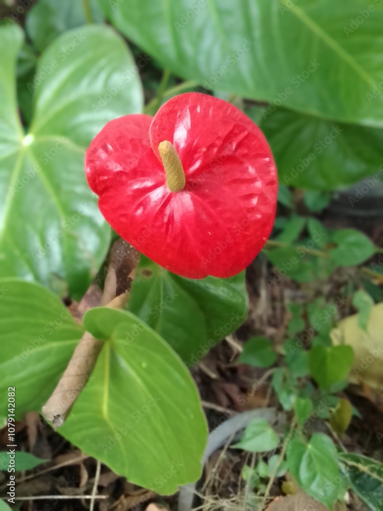 red flower in the garden red flower in the garden