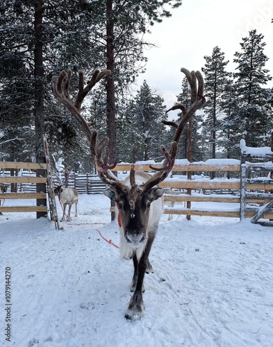 Foto Majestätisches Rentier mit großem Geweih frontal in Lappland, Finnland, Saarisel