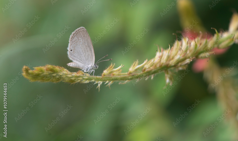 a small butterfly on a grass close up a small butterfly on a grass close up