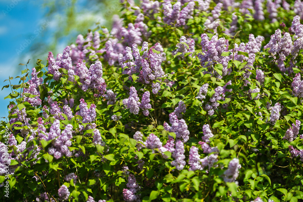 Fototapeta premium Lilac flowers in the garden.
