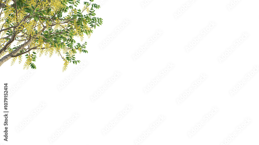 Cassia fistula tree corner 4k png cutout isolate Cassia fistula tree corner 4k png cutout isolate