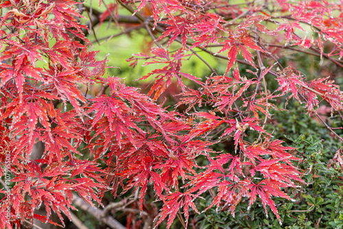 Beautiful bright warm red leaves of a Japanese Maple tree - Acer Palmatum Atropurpureum (Fireglow). Red leaves of Japanese Maple Tree, Abstract natural background. Minimal, stylish, trend concept. photo