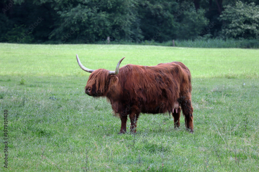 Rinder, Kuh, Kühe, Hochlandrind, Freilandhaltung, Bauernhof Rinder, Kuh, Kühe, Hochlandrind, Freilandhaltung, Bauernhof