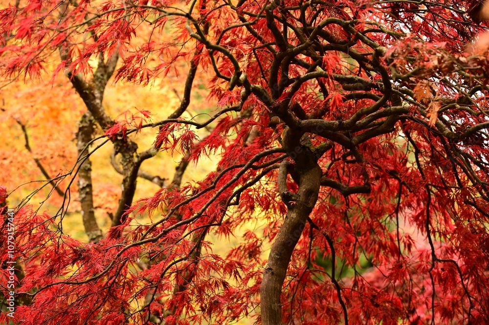 Vibrant autumn scene featuring red and orange leaves of Japanese maple trees in a park Vibrant autumn scene featuring red and orange leaves of Japanese maple trees in a park