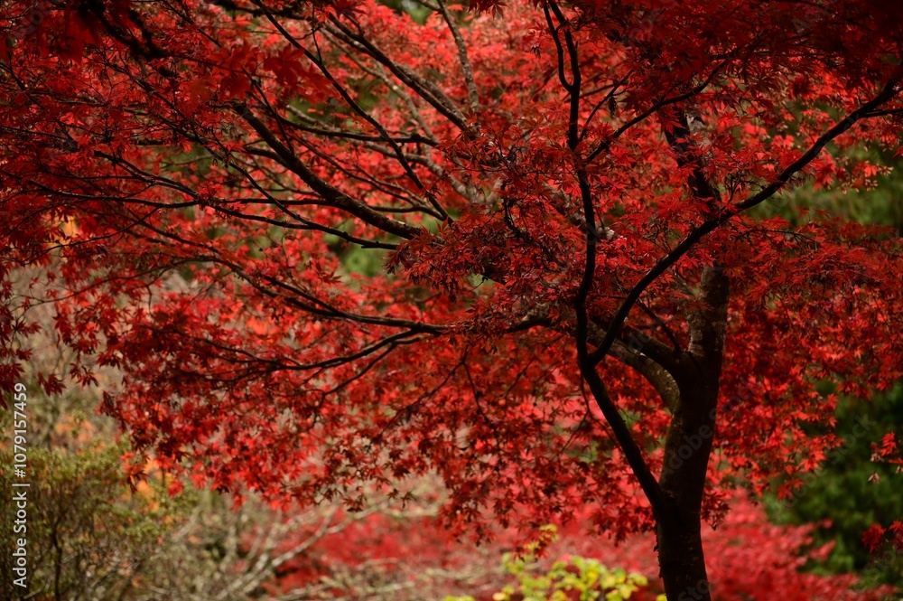 Vibrant red maple tree in full bloom in a lush green garden Vibrant red maple tree in full bloom in a lush green garden