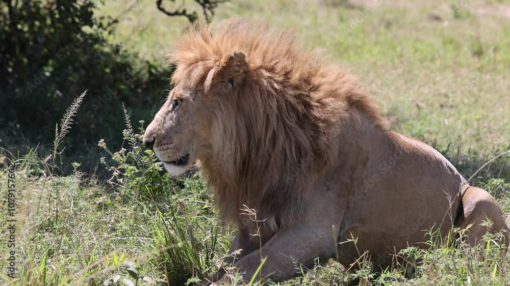 4K UHD slow-motion video of a lion getting up in Masai Mara, Kenya. Captures predator behavior, African wildlife, savannah landscapes, safari adventures, and the raw beauty of nature 4K UHD slow-motion video of a lion getting up in Masai Mara, Kenya. Captures predator behavior, African wildlife, savannah landscapes, safari adventures, and the raw beauty of nature