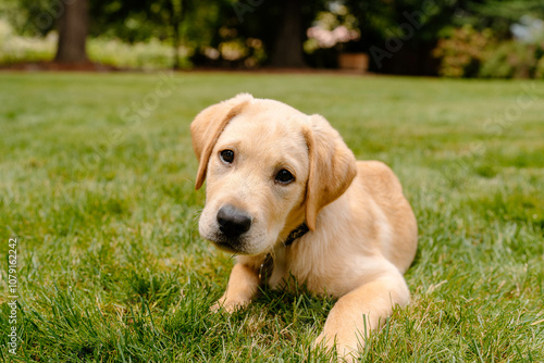 Yellow Lab Puppy on Lawn