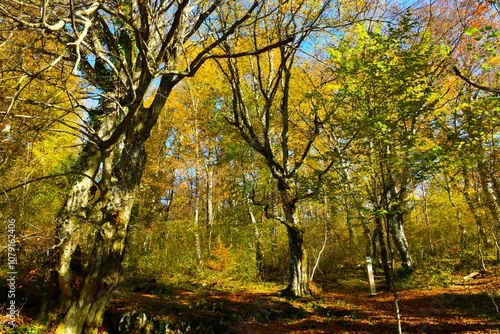 Hornbeam broadleaf, temperate, deciduous forest with yellow autumn foliage photo