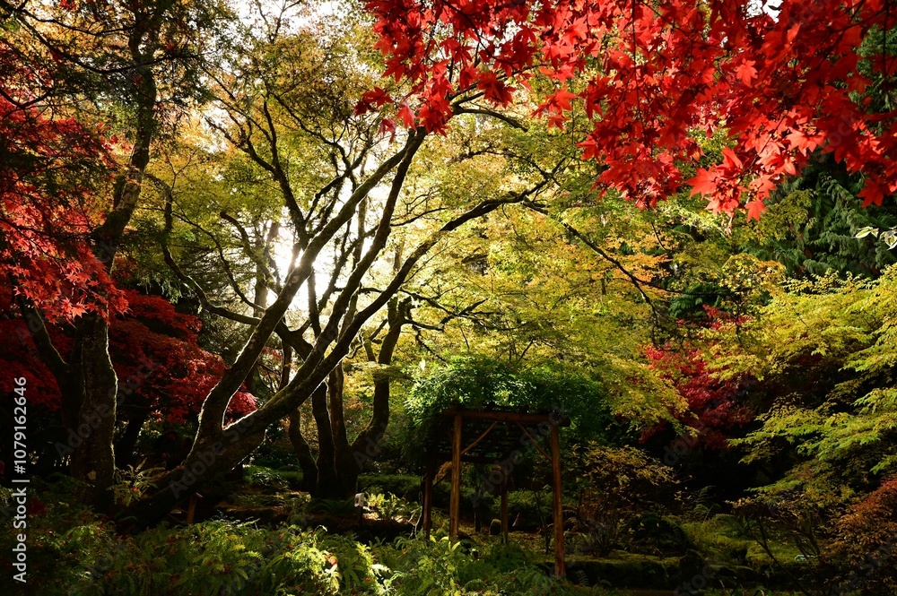 Serene Japanese Garden in Autumn