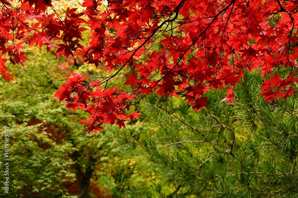 Vibrant red maple leaves in autumn. Vibrant red maple leaves in autumn.