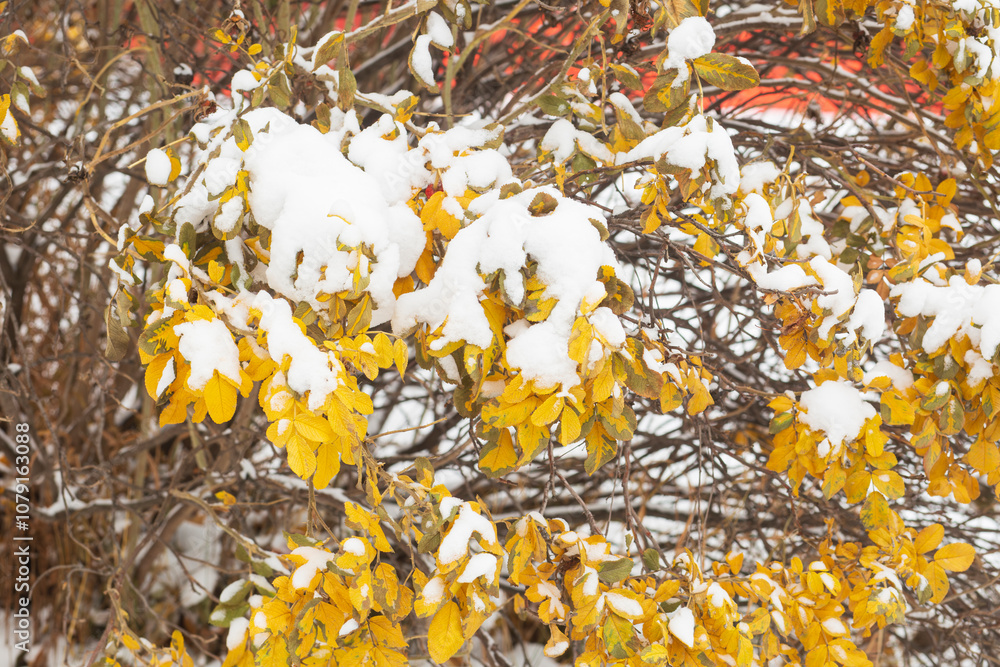 Obraz premium The first snow in the city.Winter has come to the city.