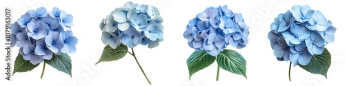 Beautiful Blue Hydrangea Flower Cluster with Delicate Petals Isolated on Transparent Background photo