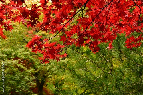 Vibrant red maple leaves in autumn.