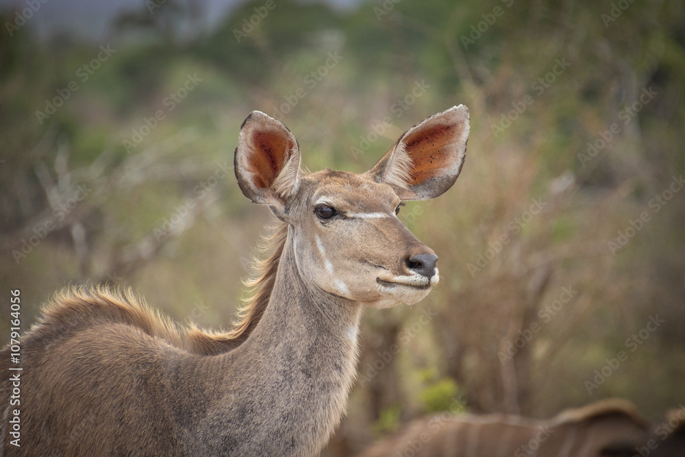 Fototapeta premium portrait d'un koudou au parc kruger
