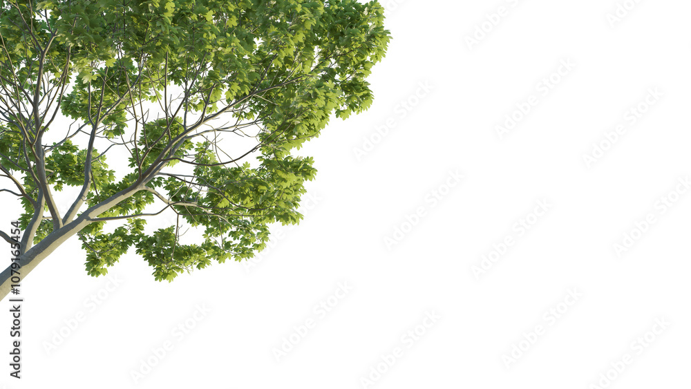 Acer tree corner 4k png cutout isolate Acer tree corner 4k png cutout isolate