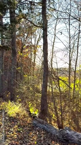 A peaceful autumn walk through a park, surrounded by vibrant golden and orange leaves. A sunlit path under a canopy of fall foliage creates a serene and tranquil scene perfect for nature lovers.