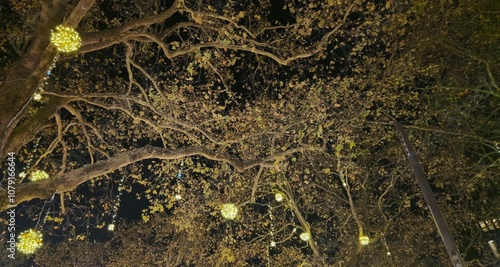 Illuminated Tree Branches with Festive Lights at Night photo