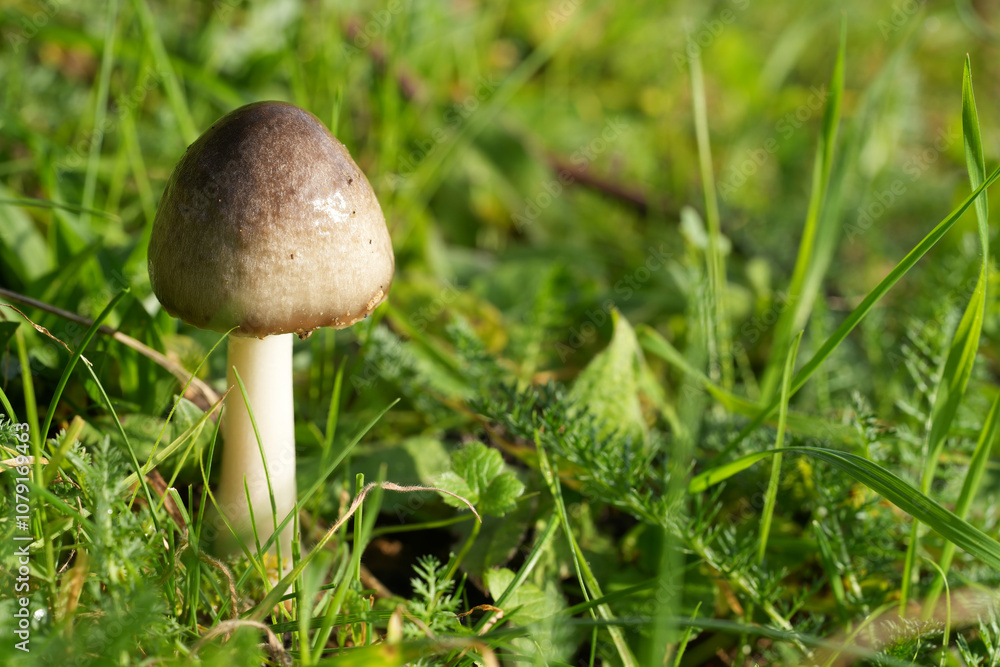 Closeup on an emerging large Big sheath mushroom , Volvariella gloiocephala growing in the grass Closeup on an emerging large Big sheath mushroom , Volvariella gloiocephala growing in the grass