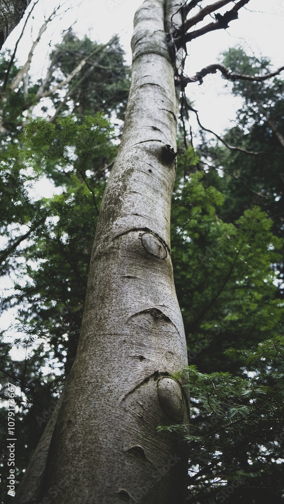 Fototapeta premium Eyes of a tree