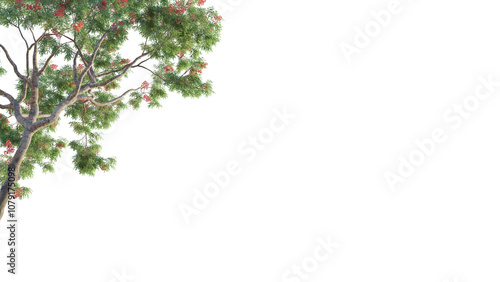 Dolonix regia tree corner 4k png cutout isolate