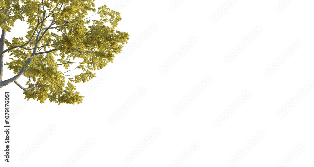 Acacia tree corner 4k png cutout isolate Acacia tree corner 4k png cutout isolate