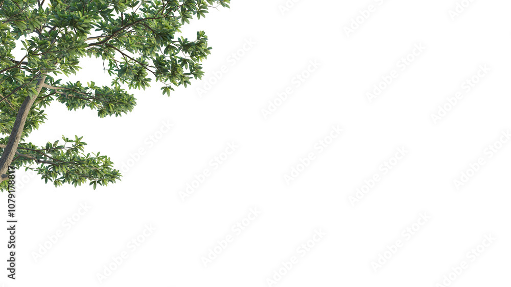 Alstonia scholaris tree corner 4k png cutout isolate Alstonia scholaris tree corner 4k png cutout isolate