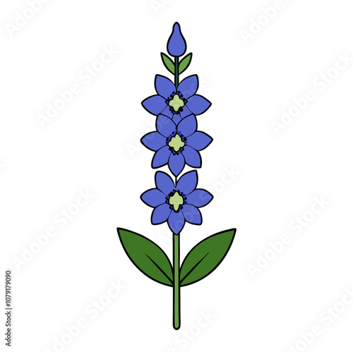 Delphinium
vector illustration