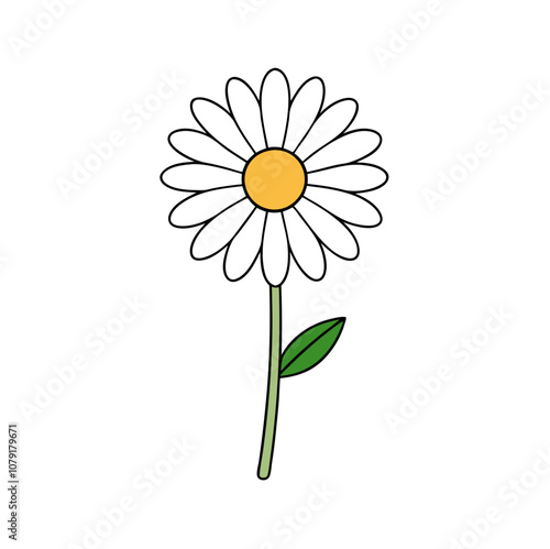 Osteospermum vector illustration
