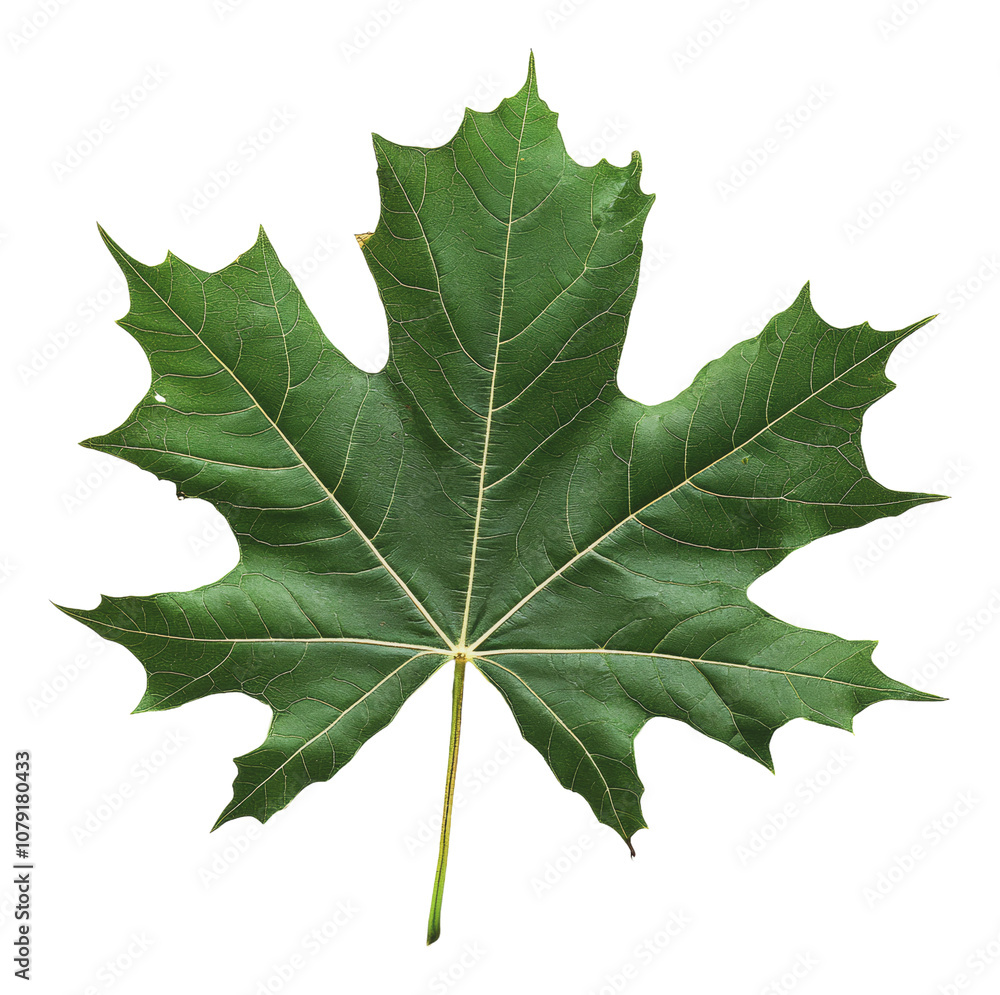 Fototapeta premium PNG Large green maple leaf on a white background