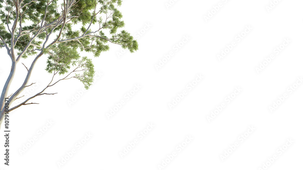 Eucalyptus tree corner 4k png cutout isolate on white