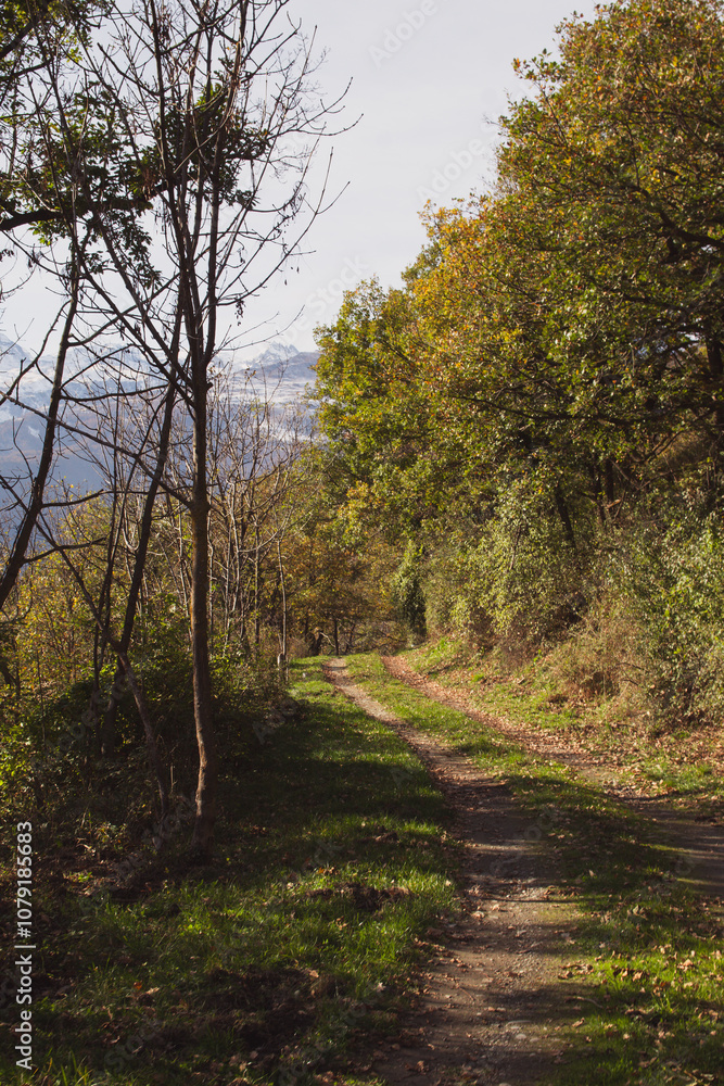 Naklejka premium path in the woods