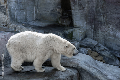 A large polar bear stands on rocks