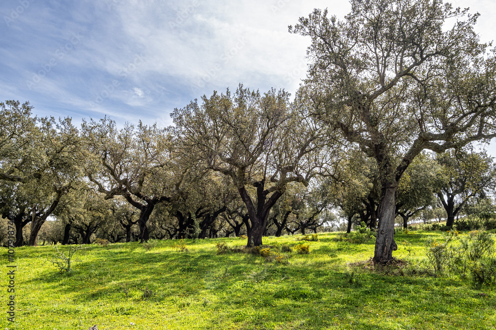 Fototapeta premium Cork Oak forest at Hortas de Baixo near Arronches, Alentejo, Portugal.