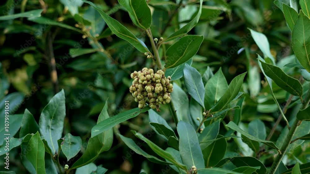 Cluster of laurel berries on tree branches with lush dark green leaves. Quiet beauty of autumn in the park Cluster of laurel berries on tree branches with lush dark green leaves. Quiet beauty of autumn in the park