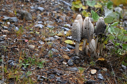 Coprins chevelus à Névache photo