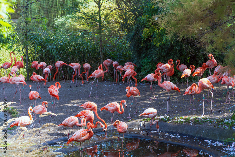 Naklejka premium A flock of pink flamingo birds in the park