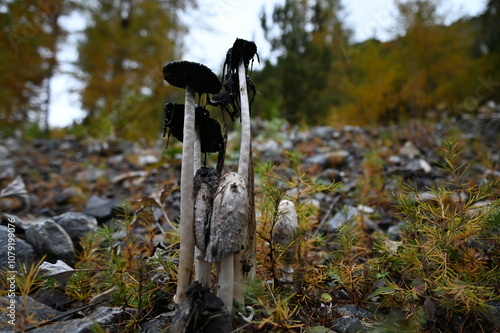 Coprins chevelus à Névache photo