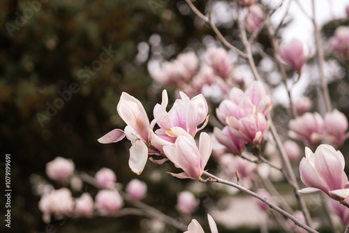 Magnolia Sulanjana flowers with petals in the spring season. beautiful pink magnolia flowers in spring, selective focusing. photo