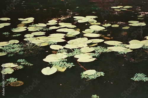 water lily in the pond