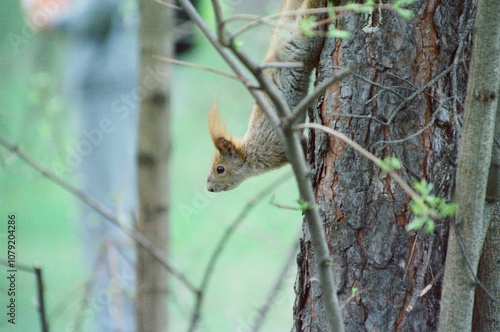 squirrel on a tree on film