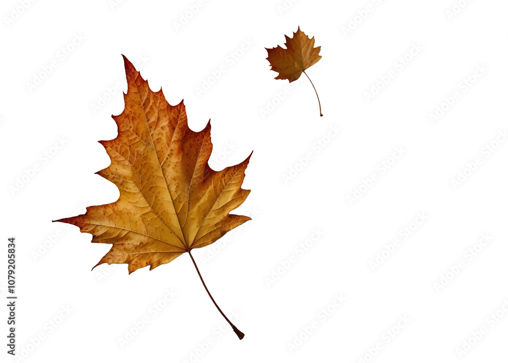 Maple leaf in autumn fall colour, png stock photo file cut out and isolated on a transparent background Maple leaf in autumn fall colour, png stock photo file cut out and isolated on a transparent background