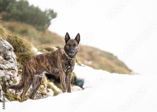 Canvas Print Dutch shepherd dog in the snow mountains