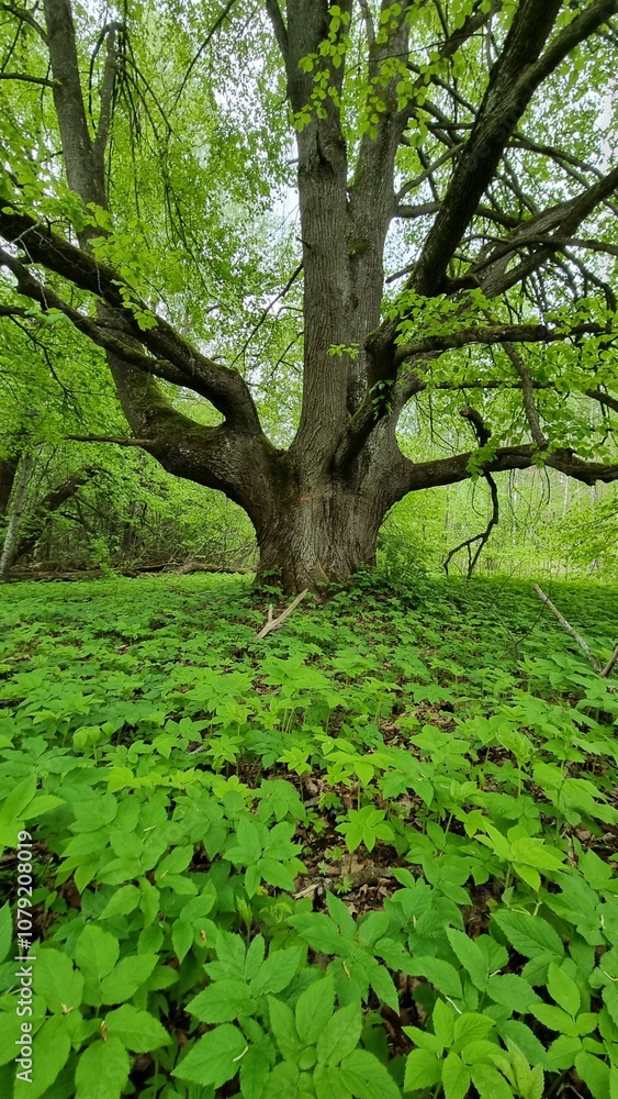 a hundred-year-old tree in the middle of a green forest a hundred-year-old tree in the middle of a green forest