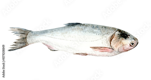 Fish Hypophthalmichthys. River fish. Watercolor Clip Art The illustration is hand drawn. Suitable for encyclopedias, card designs, textiles and scrapbooking. photo