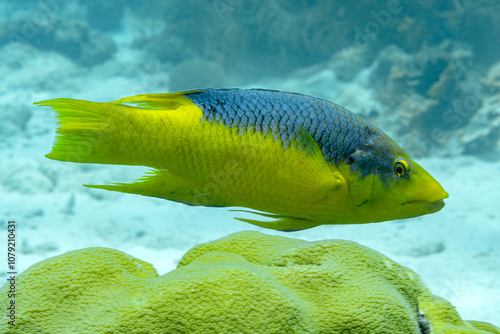 Beautiful fish, Bodianus Rufus, with yellow and purple colors swimming among corals in the Caribbean Sea photo