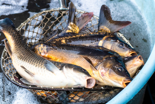Living carps at water tank, traditional  Christmas market, Prague, Czech republic