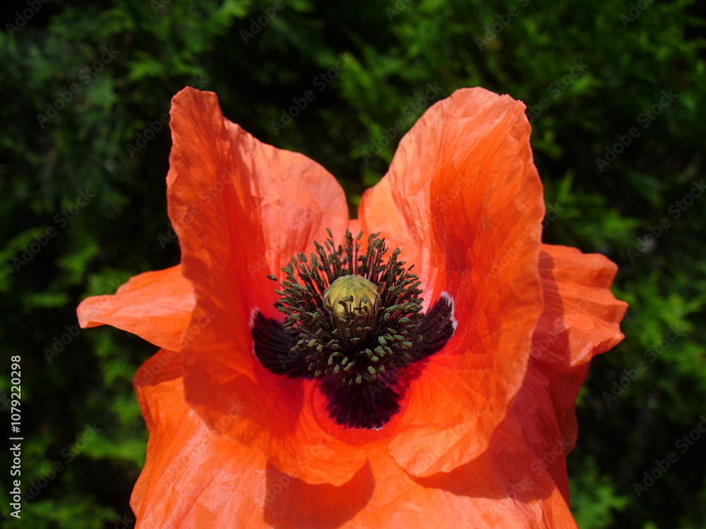 Open fresh red flower Common poppy, Papaver rhoeas on natural green background - close-up. Topics: beauty of nature, blooming, flowering, vegetation, flora, season, macro Open fresh red flower Common poppy, Papaver rhoeas on natural green background - close-up. Topics: beauty of nature, blooming, flowering, vegetation, flora, season, macro