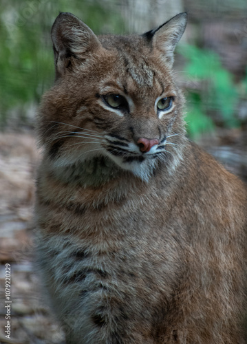 Portrait of a Bobcat